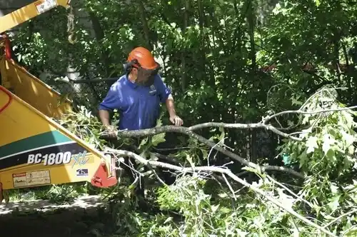 tree services Maple Plain